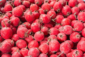 许多山楂浆果照片