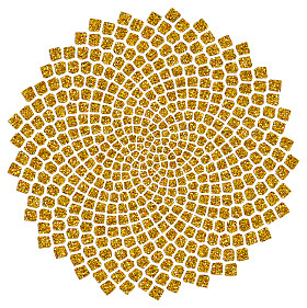 向日葵种子-黄金比例-金色螺旋-斐波那契螺旋