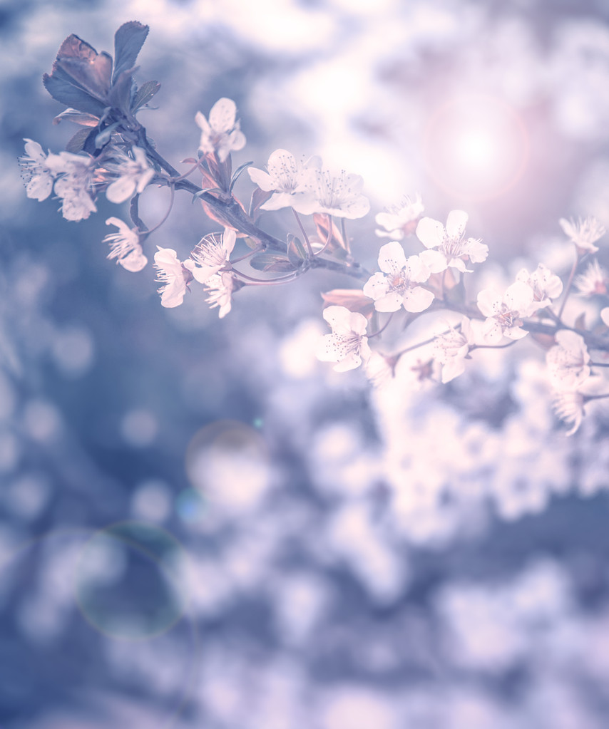 樱桃树开花 樱桃树开花