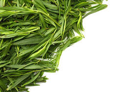 在白色背景查出的龙蒿叶 (蒿龙)