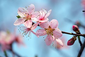 桃花图片