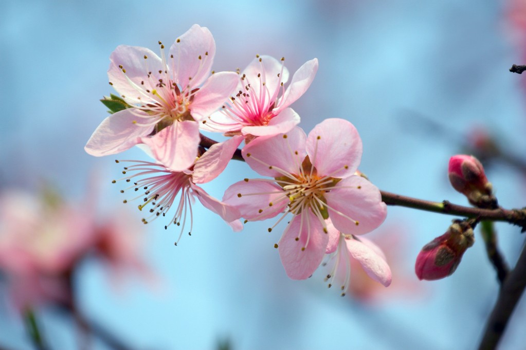 桃花图片