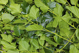 背景桑树叶子.图片