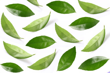 從樹(shù)葉拼貼畫