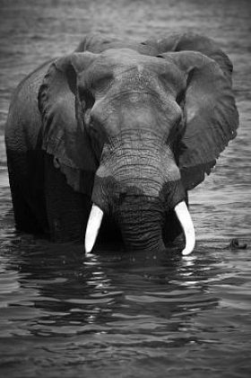 一群非洲大象对银