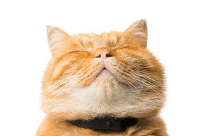 姜猫离体照片