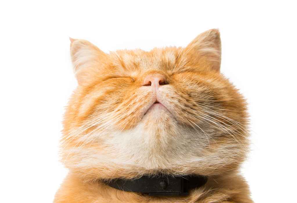 姜猫离体照片