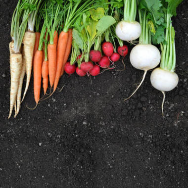 紅蘿卜, 胡蘿卜和歐芹在土壤上。新鮮的花園收獲。頂部視圖