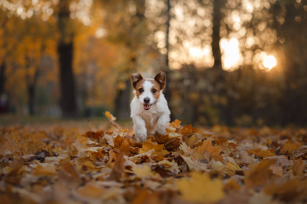 秋天的狗在公园里奔跑。滑稽和可爱的杰克罗素梗