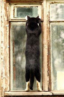 在窗口中好奇貓照片