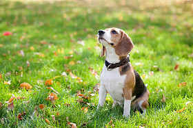 在绿草中比格犬图片