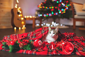 猫在圣诞树下图片
