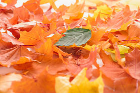 绿色叶子橙色和黄色枫叶, 秋季背景