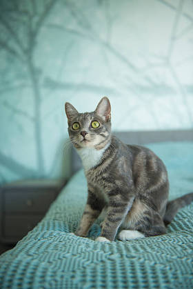 床上的国内灰色胖乎乎的猫图片