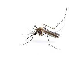 昆虫蚊子图片