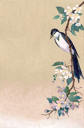 水彩背景。苹果花的树枝上 rrobin