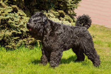 Introduction to Bouvier de Forrenres. Bouvier de Vlad stood on the green grass