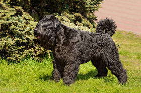 Introduction to Bouvier de Forrenres. Bouvier de Vlad stood on the green grass