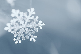 冬天，雪花宏照片