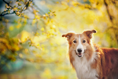 陽(yáng)光背景的邊境牧羊犬肖像