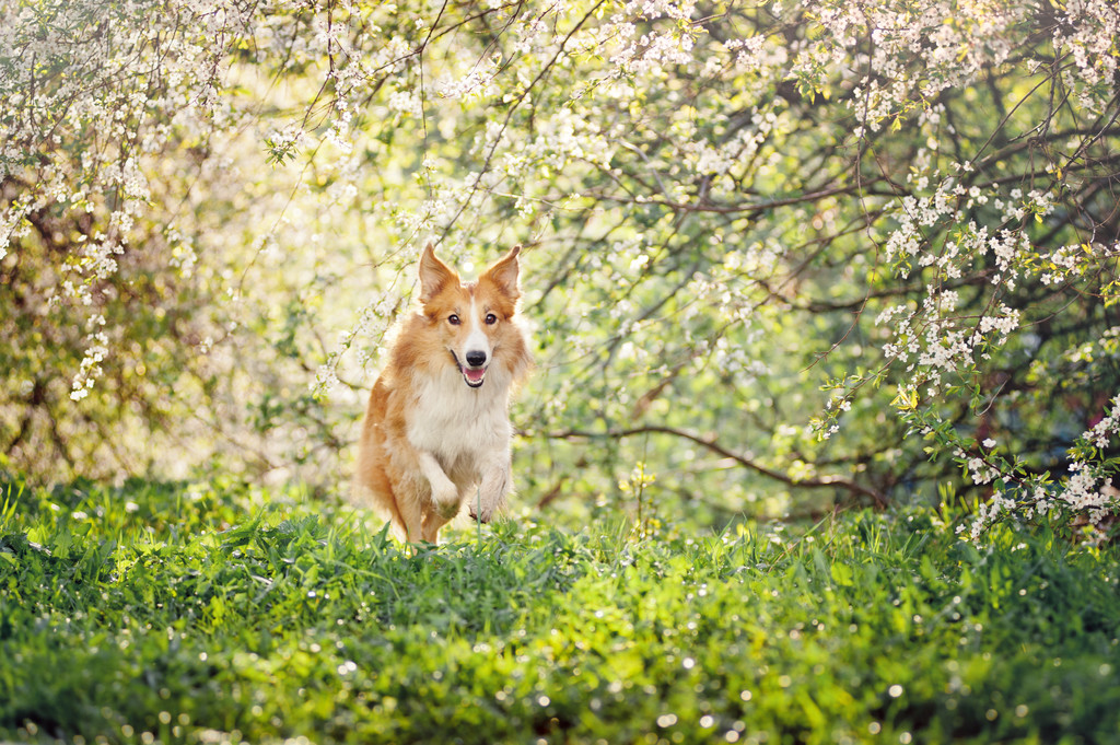 运行在春天的边境牧羊犬照片