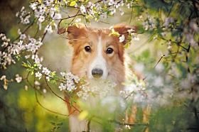边境牧羊犬狗画像在春天