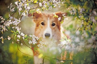 边境牧羊犬狗画像在春天