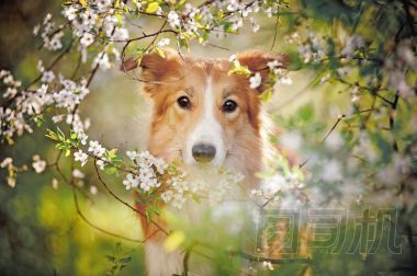 邊境牧羊犬狗畫像在春天
