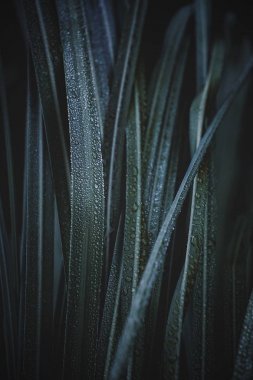 美麗的綠葉在花園中的圣誕裝飾