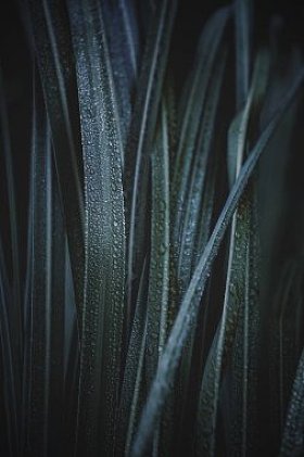 美丽的绿叶在花园中的圣诞装饰