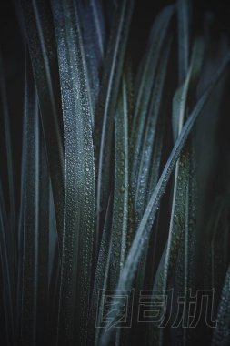 美麗的綠葉在花園中的圣誕裝飾