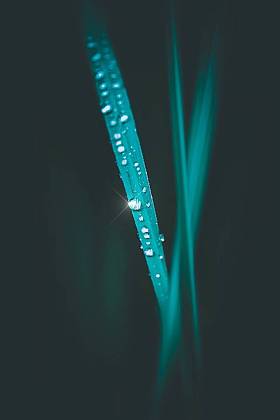 美丽的绿叶在花园中的圣诞装饰