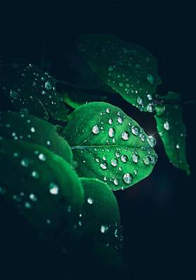 美丽的绿叶在花园中的圣诞装饰