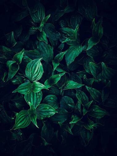 美麗的綠葉在花園中的圣誕裝飾