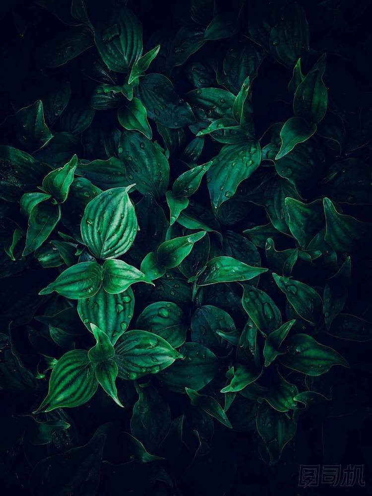 美麗的綠葉在花園中的圣誕裝飾