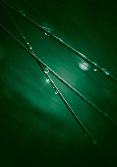 美丽的绿叶在花园中的圣诞装饰