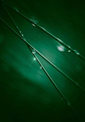 美丽的绿叶在花园中的圣诞装饰