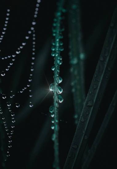 美麗的綠葉在花園中的圣誕裝飾