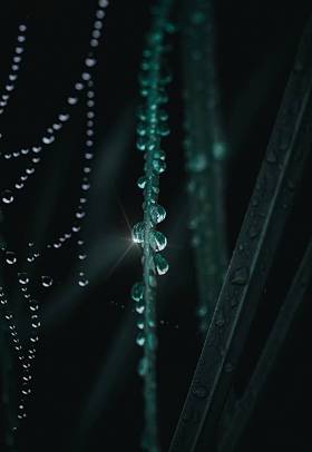 美丽的绿叶在花园中的圣诞装饰