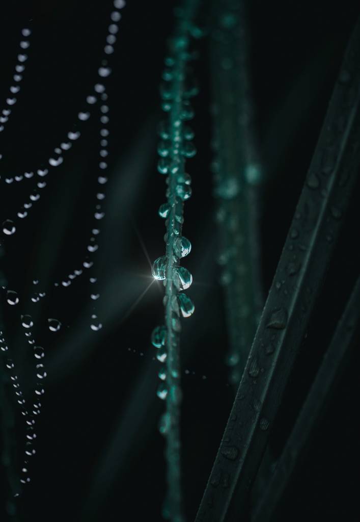 美丽的绿叶在花园中的圣诞装饰