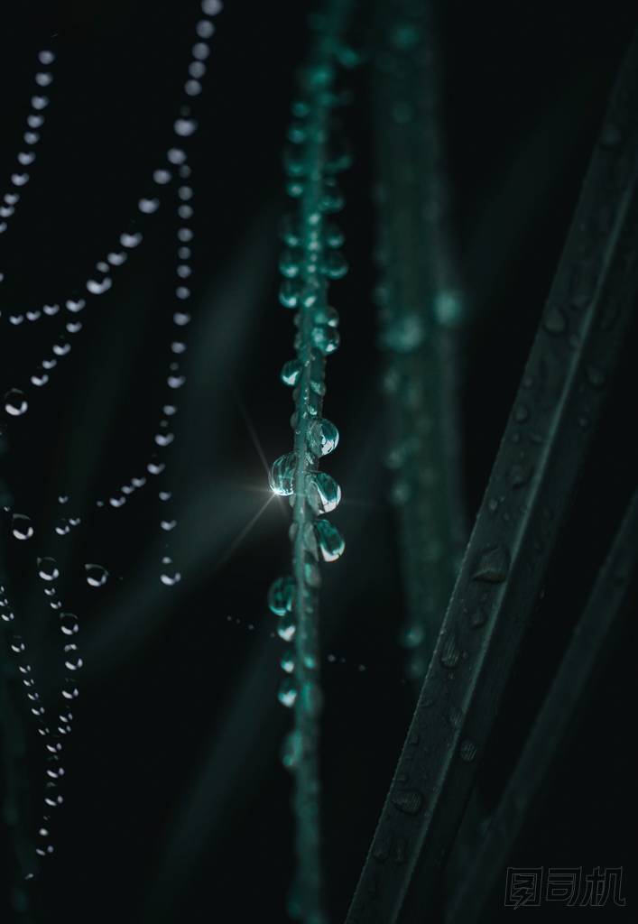 美麗的綠葉在花園中的圣誕裝飾