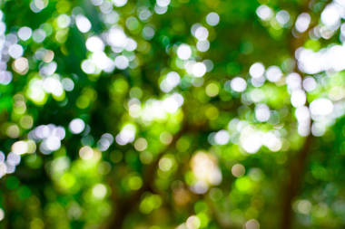 新鮮的自然綠色模糊和 bokeh 背景