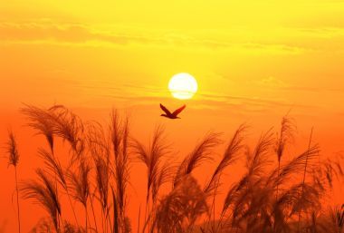 对太阳光在天空背景中与沙漠鸟日落芦苇