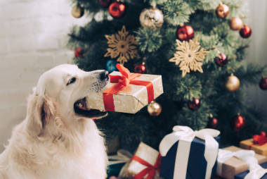 可愛的金毛獵犬坐在圣誕樹附近的圣誕樹附近的可愛的金毛獵犬的近距離視圖