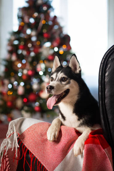 狗在圣誕樹下在家里, 赫斯基品種