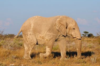 白色的大象，埃托沙國家公園納米比