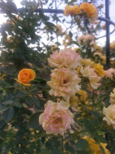 戶外玫瑰的奇妙世界.