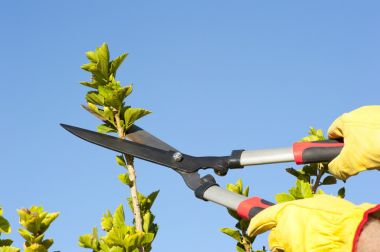 花园工作修剪树天空背景 花园工作修剪树天空背景