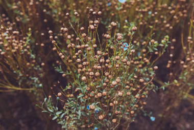 常見亞麻或亞麻籽 (亞麻) 膠囊在栽培領域成熟, 選擇性聚焦