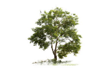 樹被隔絕的白色背景作為圖畫